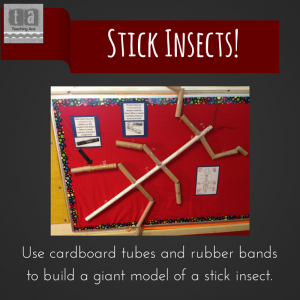 Use cardboard tubes and rubber bands to (1)